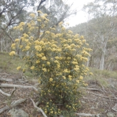 Pomaderris intermedia at Canberra Central, ACT - 9 Oct 2016