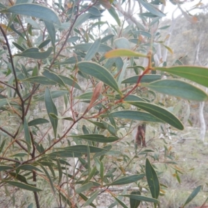 Acacia penninervis var. penninervis at Canberra Central, ACT - 9 Oct 2016 01:55 PM