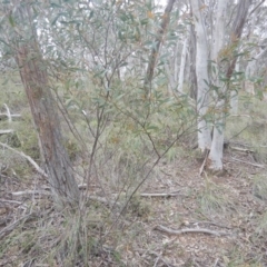 Acacia penninervis var. penninervis at Canberra Central, ACT - 9 Oct 2016