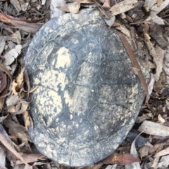 Chelodina longicollis (Eastern Long-necked Turtle) at Mulligans Flat - 9 Oct 2016 by CedricBear