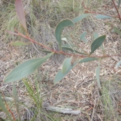 Acacia penninervis var. penninervis (Hickory Wattle) at Black Mountain - 9 Oct 2016 by MichaelMulvaney