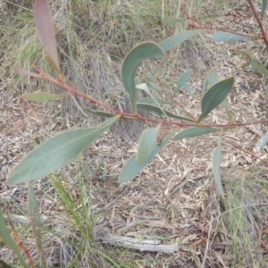 Acacia penninervis var. penninervis at Canberra Central, ACT - 9 Oct 2016