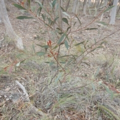 Acacia penninervis var. penninervis at Canberra Central, ACT - 9 Oct 2016