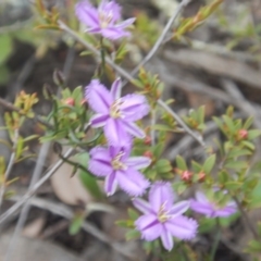 Thysanotus patersonii (Twining Fringe Lily) at Canberra Central, ACT - 9 Oct 2016 by MichaelMulvaney