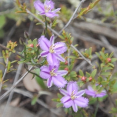 Thysanotus patersonii (Twining Fringe Lily) at Canberra Central, ACT - 9 Oct 2016 by MichaelMulvaney