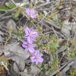 Thysanotus patersonii at Canberra Central, ACT - 9 Oct 2016 02:07 PM