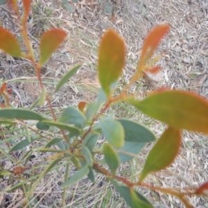 Acacia penninervis var. penninervis at Canberra Central, ACT - 9 Oct 2016 02:14 PM