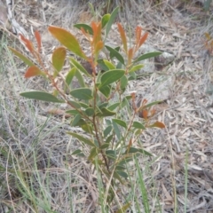 Acacia penninervis var. penninervis at Canberra Central, ACT - 9 Oct 2016