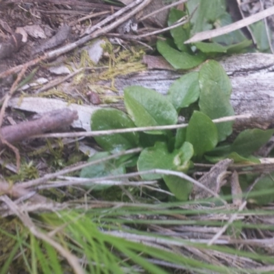 Pterostylis sp. (A Greenhood) at Black Mountain - 8 Oct 2016 by MattM