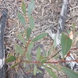 Acacia penninervis var. penninervis at Canberra Central, ACT - 9 Oct 2016 02:16 PM