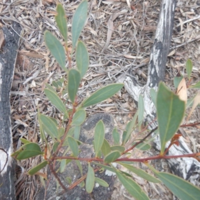 Acacia penninervis var. penninervis (Hickory Wattle) at Black Mountain - 9 Oct 2016 by MichaelMulvaney