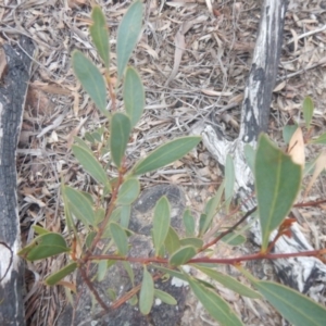 Acacia penninervis var. penninervis at Canberra Central, ACT - 9 Oct 2016