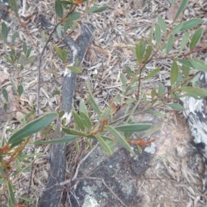 Acacia penninervis var. penninervis at Canberra Central, ACT - 9 Oct 2016 02:16 PM