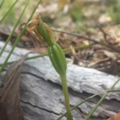 Pterostylis nutans (Nodding Greenhood) at Yarralumla, ACT - 8 Oct 2016 by MattM