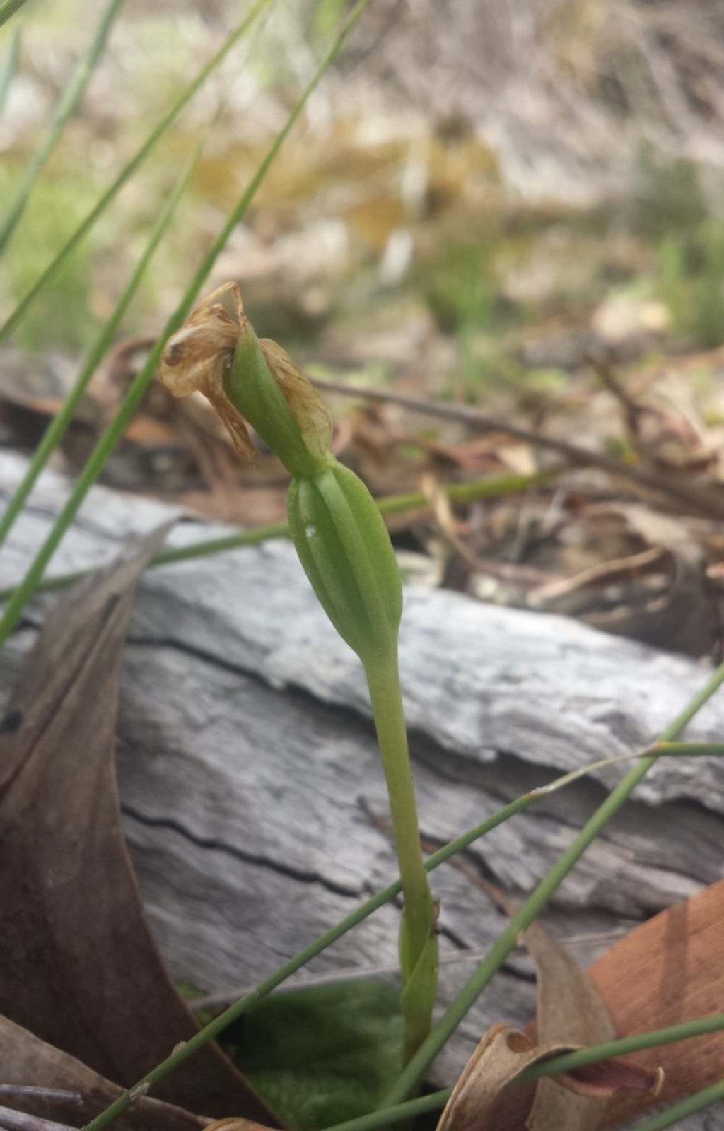 Pterostylis nutans at Canberra Central, ACT - 8 Oct 2016