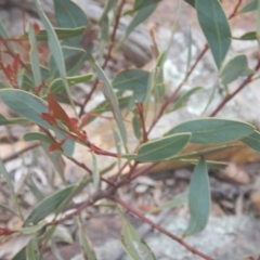 Acacia penninervis var. penninervis (Hickory Wattle) at Black Mountain - 9 Oct 2016 by MichaelMulvaney