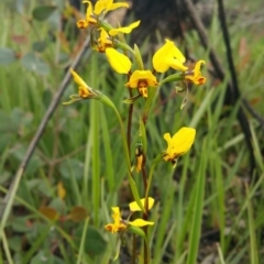 Diuris nigromontana (Black Mountain Leopard Orchid) at Gossan Hill - 9 Oct 2016 by wadey