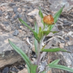 Coronidium oxylepis subsp. lanatum at Canberra Central, ACT - 9 Oct 2016 02:28 PM