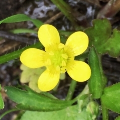 Ranunculus muricatus (Sharp Buttercup) at QPRC LGA - 9 Oct 2016 by Wandiyali