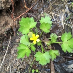 Ranunculus muricatus at Googong, NSW - 9 Oct 2016 04:03 PM