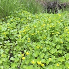 Ranunculus muricatus at Googong, NSW - 9 Oct 2016