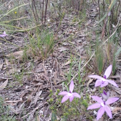 Glossodia major (Wax Lip Orchid) at Gossan Hill - 9 Oct 2016 by wadey