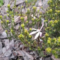 Caladenia fuscata (Dusky Fingers) at Gossan Hill - 9 Oct 2016 by wadey