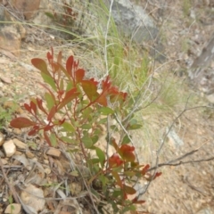 Acacia penninervis var. penninervis (Hickory Wattle) at Black Mountain - 9 Oct 2016 by MichaelMulvaney