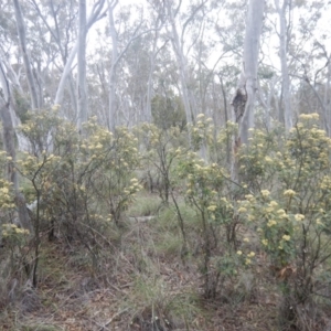 Pomaderris intermedia at Acton, ACT - 9 Oct 2016