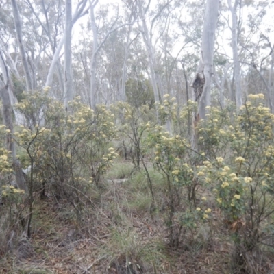 Pomaderris intermedia (Golden Pomaderris) at Acton, ACT - 9 Oct 2016 by MichaelMulvaney