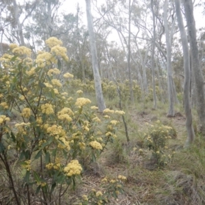 Pomaderris intermedia at Acton, ACT - 9 Oct 2016