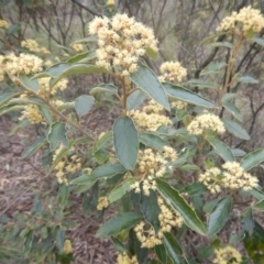 Pomaderris intermedia at Acton, ACT - 9 Oct 2016