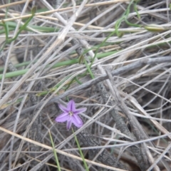 Thysanotus patersonii (Twining Fringe Lily) at Acton, ACT - 9 Oct 2016 by MichaelMulvaney