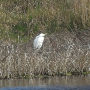 Bubulcus coromandus at Mullion, NSW - 28 Aug 2016