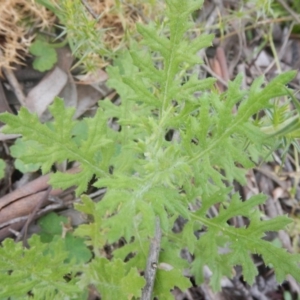 Senecio bathurstianus at Acton, ACT - 9 Oct 2016