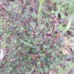 Einadia hastata (Berry Saltbush) at Acton, ACT - 9 Oct 2016 by MichaelMulvaney