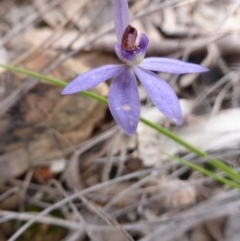 Cyanicula caerulea (Blue Fingers, Blue Fairies) at Canberra Central, ACT - 9 Oct 2016 by Userjet