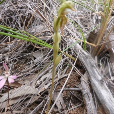 Oligochaetochilus aciculiformis (Needle-point rustyhood) at Canberra Central, ACT - 9 Oct 2016 by Userjet