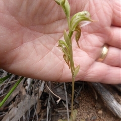 Oligochaetochilus aciculiformis at Point 5802 - 9 Oct 2016