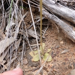 Oligochaetochilus aciculiformis at Point 5802 - 9 Oct 2016