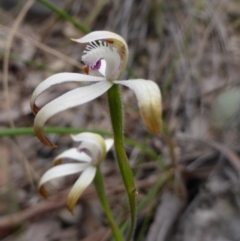 Caladenia ustulata (Brown Caps) at Point 5802 - 9 Oct 2016 by Userjet