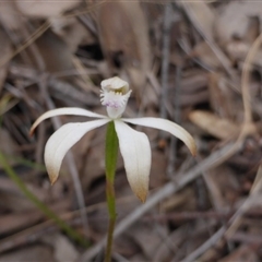 Caladenia ustulata at Undefined Area - suppressed