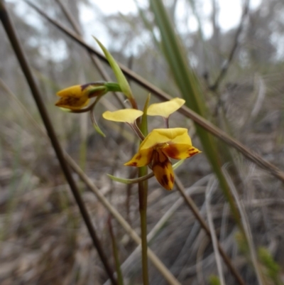 Diuris nigromontana (Black Mountain Leopard Orchid) at Canberra Central, ACT - 9 Oct 2016 by Userjet
