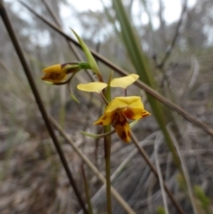 Diuris nigromontana (Black Mountain Leopard Orchid) at Point 5802 - 9 Oct 2016 by Userjet