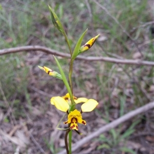 Diuris nigromontana at Point 5204 - 9 Oct 2016