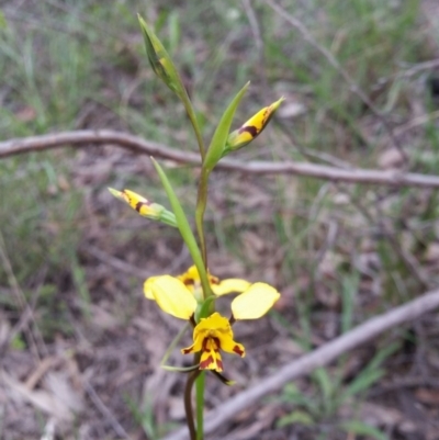 Diuris nigromontana (Black Mountain Leopard Orchid) at Molonglo Valley, ACT - 8 Oct 2016 by Maliyan