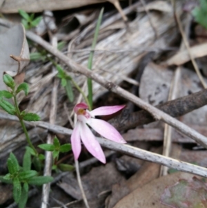 Caladenia fuscata at Point 4910 - 9 Oct 2016