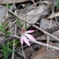 Caladenia fuscata at Canberra Central, ACT - 8 Oct 2016