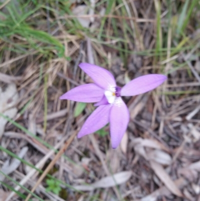 Glossodia major (Wax Lip Orchid) at Molonglo Valley, ACT - 8 Oct 2016 by Maliyan