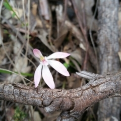 Caladenia fuscata (Dusky Fingers) at Point 5058 - 9 Oct 2016 by Maliyan